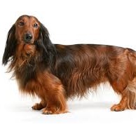 Такса длинношерстная