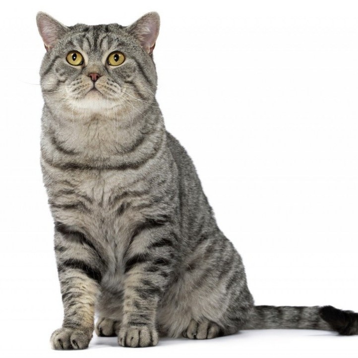 Вычес с купанием короткошерстный