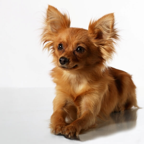 Той терьер длинношерстный