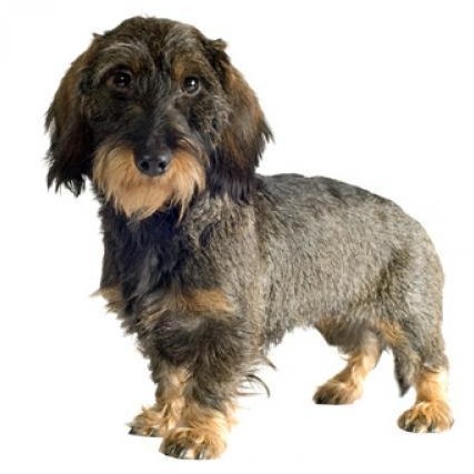 Такса жесткошерстная