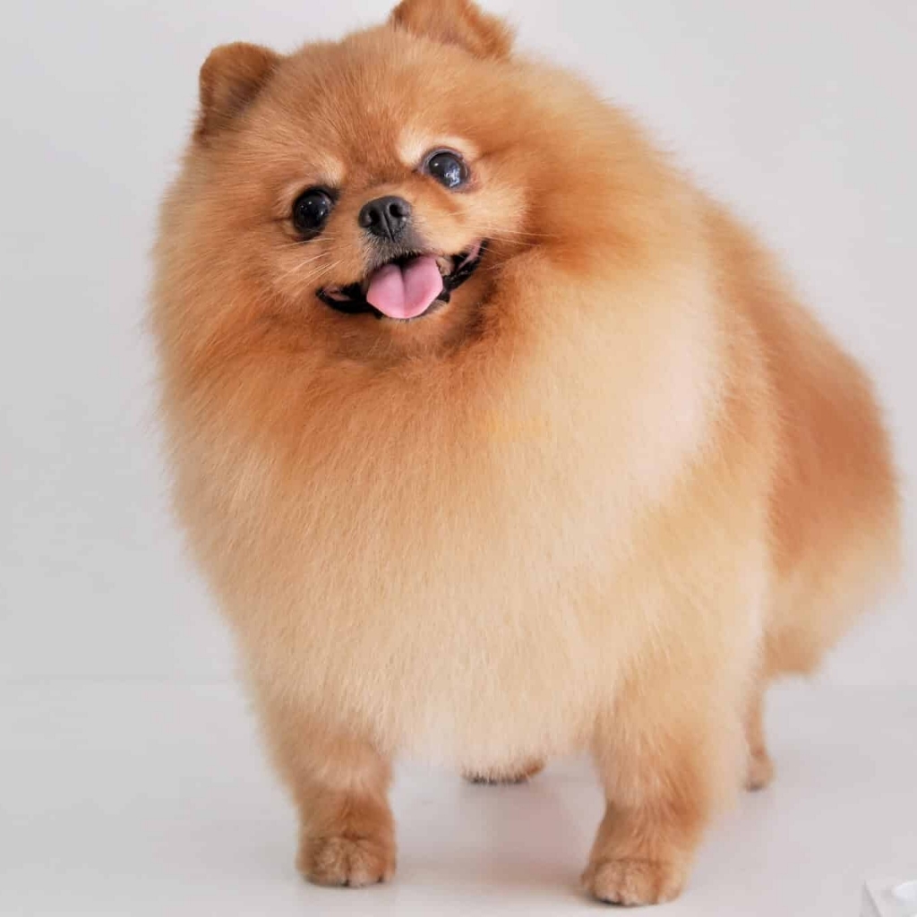 Шпиц от 30 до 40 см