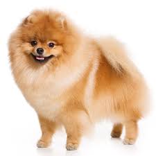 Шпиц до 30 см