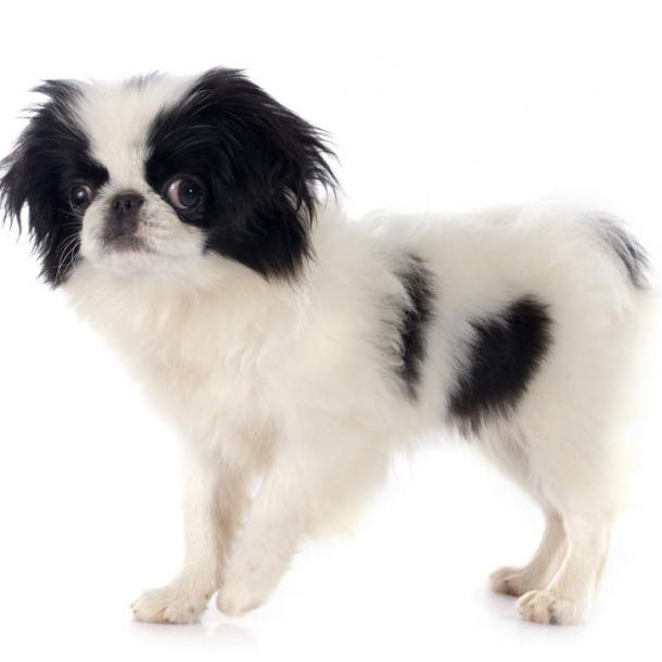 Японский хин