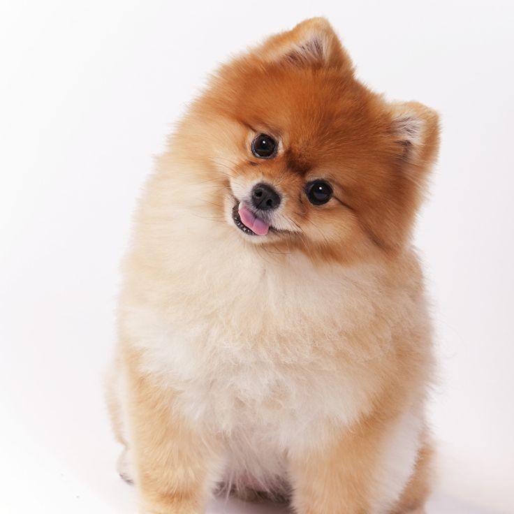 Шпиц от 40 см