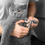 Кошка стрижка когтей