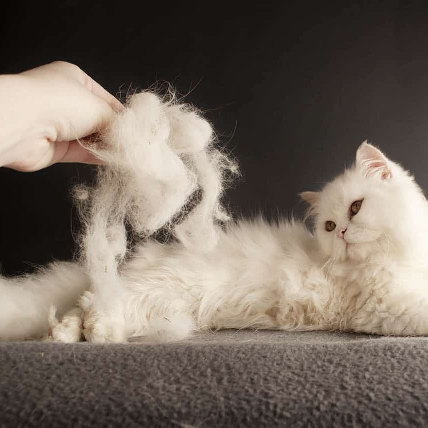 Кошка суперлинька