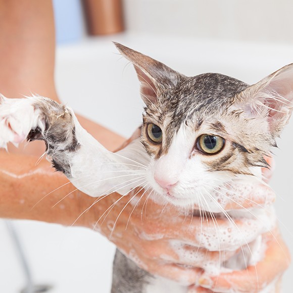 Кошка купание