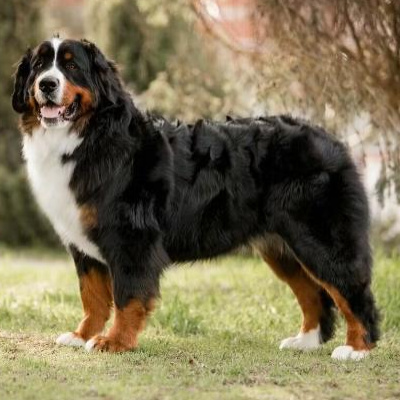 Бернский зенненхунд - комплекс Вычес