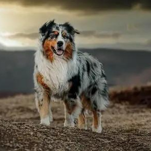 Австралийская овчарка (Аусси) щенок (до 6 мес) - комплекс Вычес