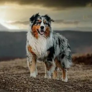 Австралийская овчарка (Аусси) - комплекс Вычес