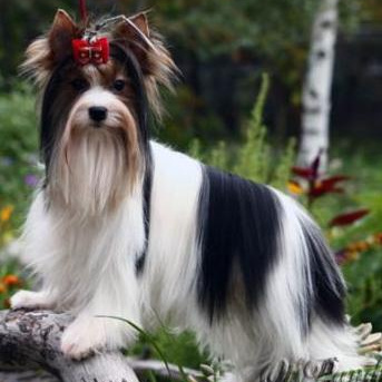 Бивер / шоколадный / голдест йоркширский терьер - Комплекс Гигиена