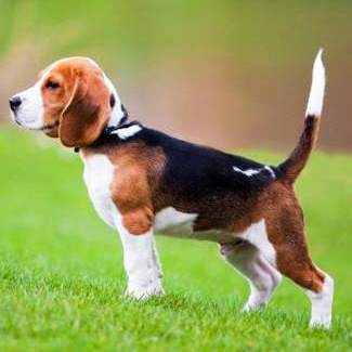 Комплекс Экспресс-линька - Бигль