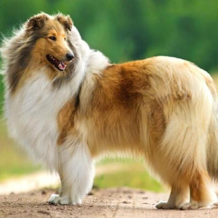 Колли длинношерстная - комплекс Вычес