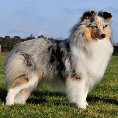 Шелти - комплекс Вычес