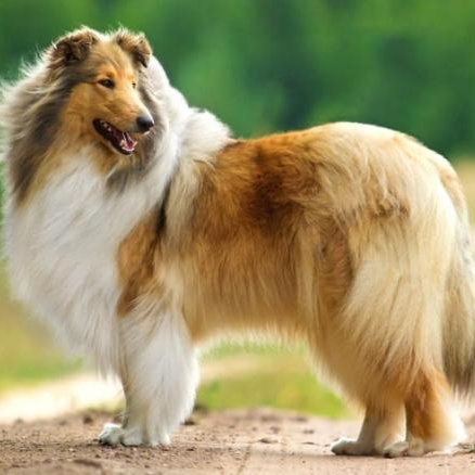 Колли длинношерстная щенок (до 6 мес) - комплекс Вычес