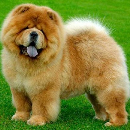 Чау Чау - комплекс Вычес