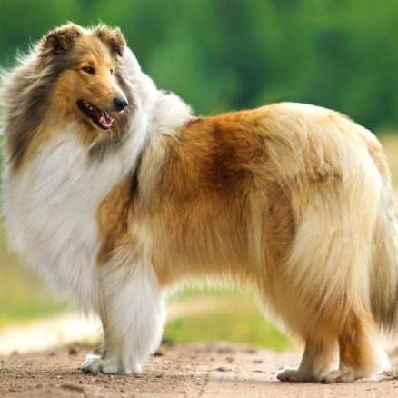 Колли длинношерстная - комплекс Стрижка