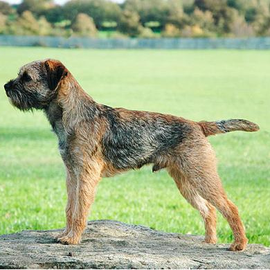 Комплекс Гигиена - Бордер терьер