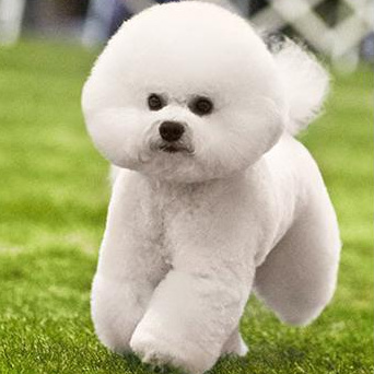 Комплекс Гигиена - Бишон фризе