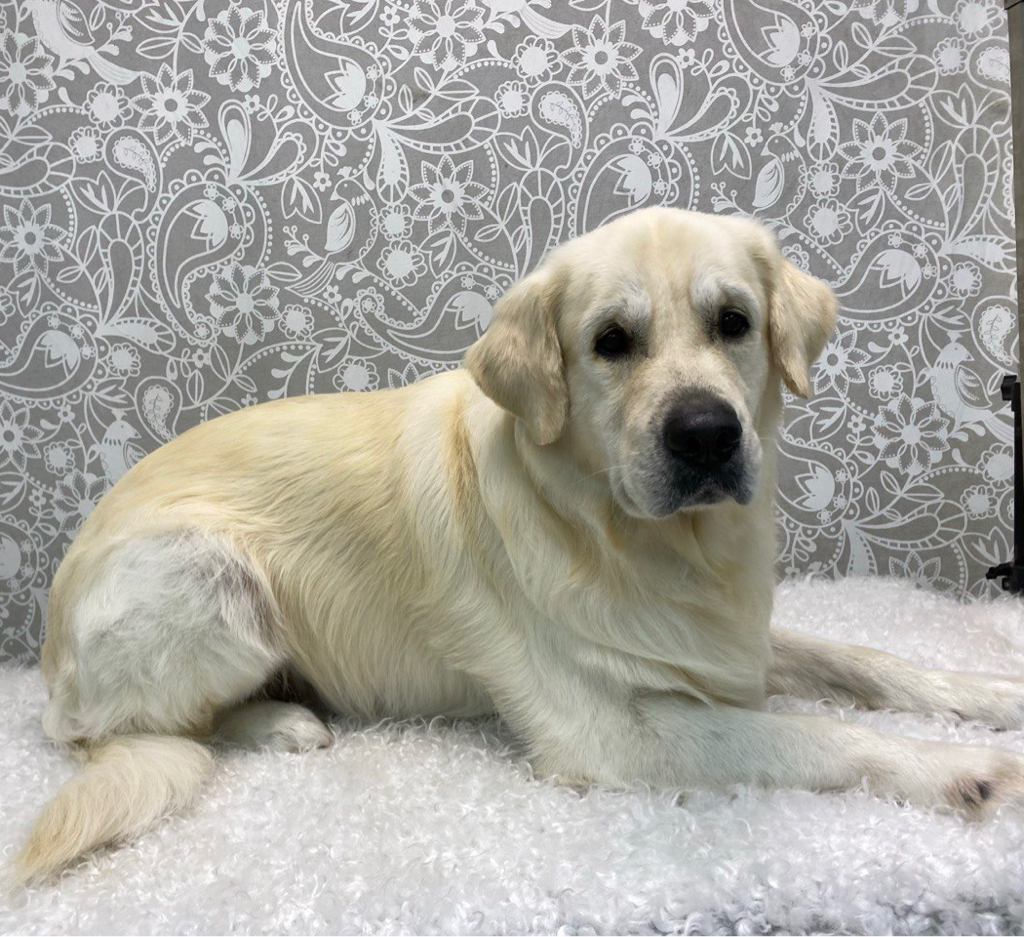 Голден ретривер