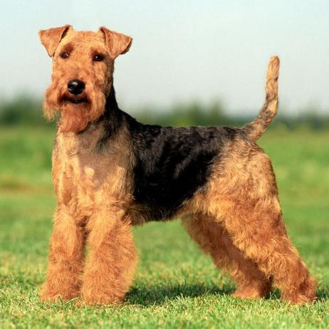 Комплекс Гигиена - Вельштерьер