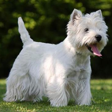 Комплекс Гигиена - Вест-хайленд-уайт терьер