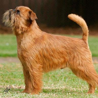 Комплекс Стрижка - Гриффон (малый)