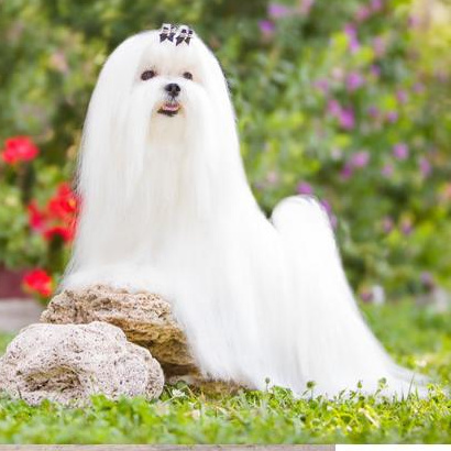 Комплекс Гигиена - Мальтийская болонка