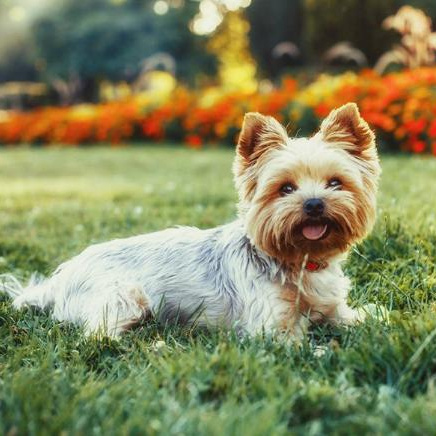 Комплекс Гигиена - Йоркширский терьер