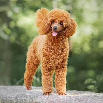 Комплекс Гигиена - Карликовый пудель