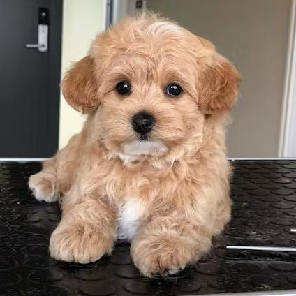 Комплекс Гигиена - Мальтипу стандарт