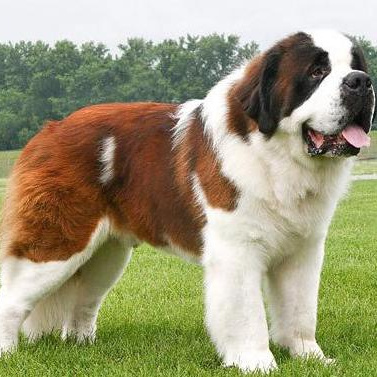 Комплекс Экспресс-линька + стрижка - Сенбернар длинношерстный