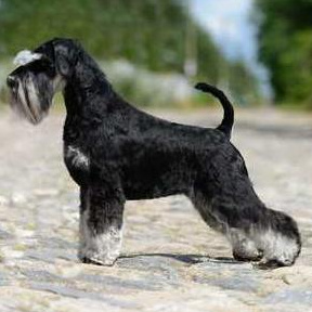 Комплекс Гигиена - Цвергшнауцер щенок (до 6 мес)