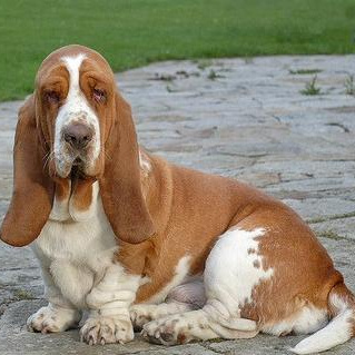 Комплекс Экспресс-линька - Бассет-Хаунд