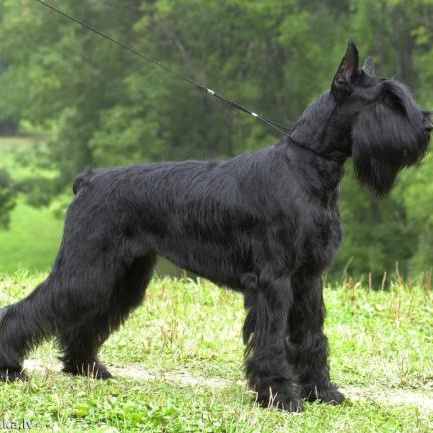 Комплекс Гигиена - Ризеншнауцер