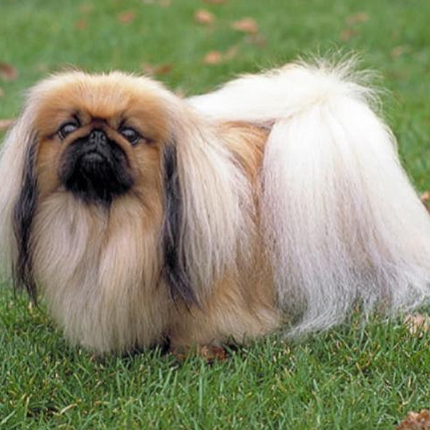 Комплекс Гигиена - Пекинес