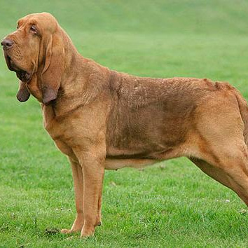 Комплекс Экспресс-линька - Бладхаунд