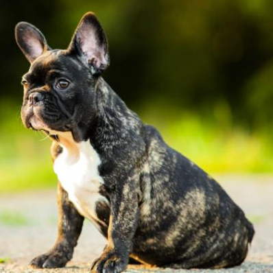 Экспресс- линька /Французский бульдог/ Мопс