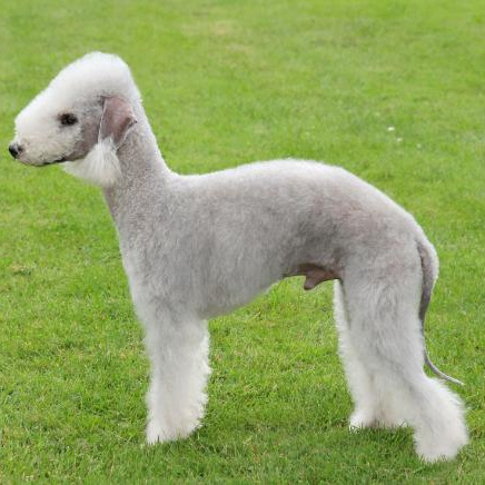 Комплекс Гигиена - Бедлингтон-терьер