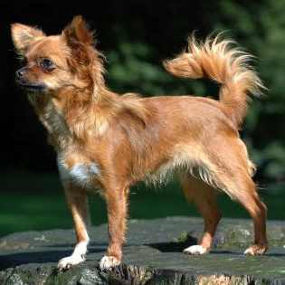 Комплекс Экспресс-линька + стрижка - Чихуахуа (длинношерстный)