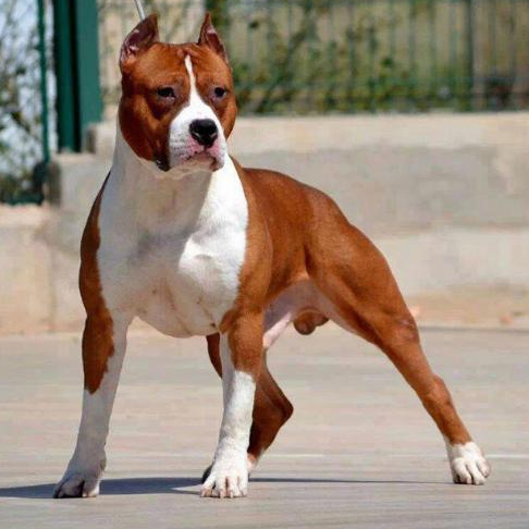 Комплекс Экспресс-линька - Американский стаффордширский терьер