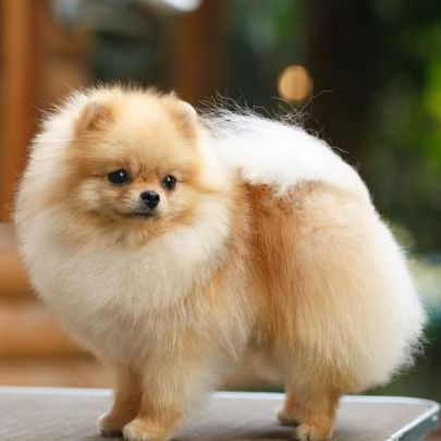 Комплекс Гигиена - Шпиц (немецкий большой / вольфшпиц)