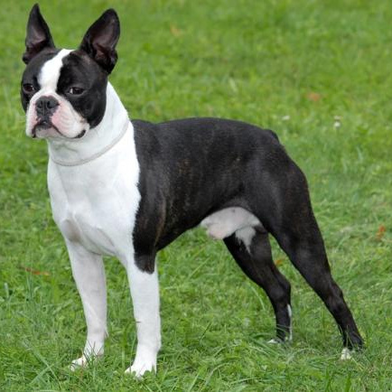 Комплекс Экспресс-линька - Бостон-терьер