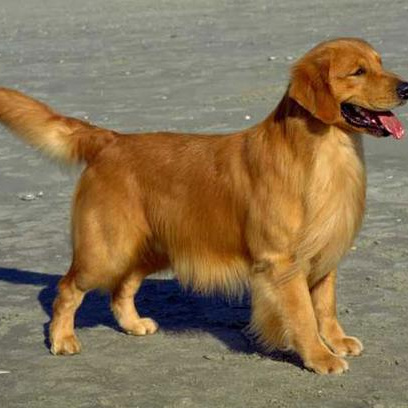 Комплекс Экспресс-линька + стрижка - Ретривер