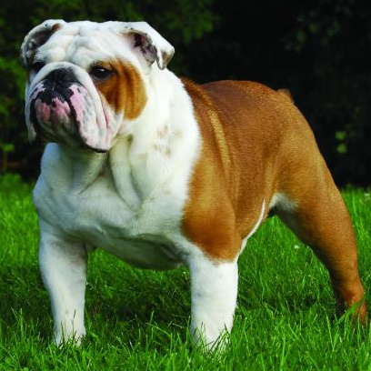 Комплекс Экспресс-линька - Английский бульдог