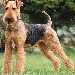 Комплекс Гигиена - Эрдельтерьер