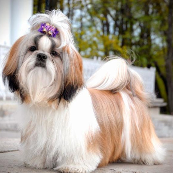 Комплекс Гигиена - Ши-тцу/ Лхаапский апсо