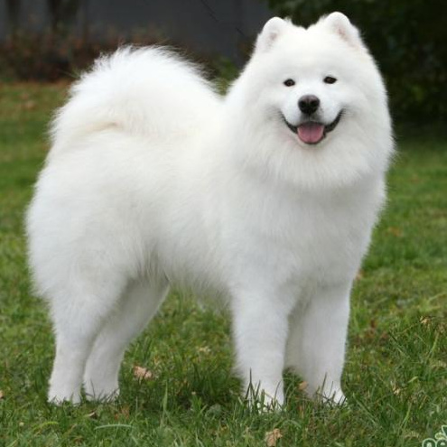 Комплекс Экспресс-линька + стрижка - Самоедская собака (Самоед) ( до 20 кг)