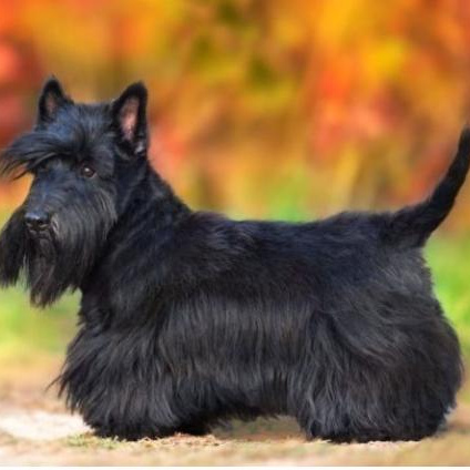 Комплекс Гигиена - Скотч терьер/Селихем терьер