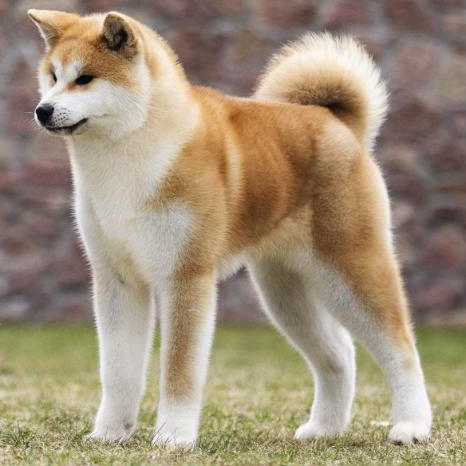 Комплекс Экспресс-линька - Акита-ину